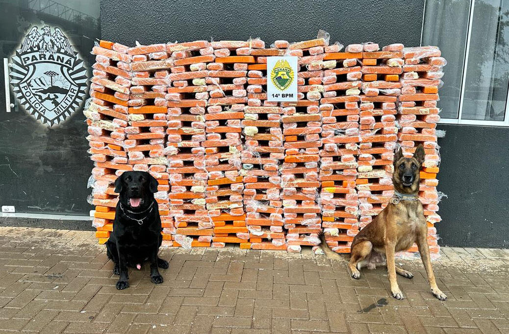 Faro apurado: canis da PMPR causam prejuízo de R$ 900 milhões ao crime desde 2023 / Foto: PMPR / Divulgação