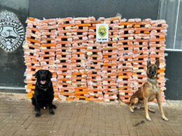 Faro apurado: canis da PMPR causam prejuízo de R$ 900 milhões ao crime desde 2023 / Foto: PMPR / Divulgação