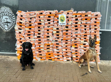 Faro apurado: canis da PMPR causam prejuízo de R$ 900 milhões ao crime desde 2023 / Foto: PMPR / Divulgação