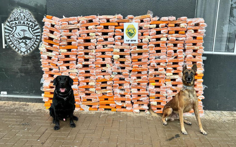 Faro apurado: canis da PMPR causam prejuízo de R$ 900 milhões ao crime desde 2023 / Foto: PMPR / Divulgação
