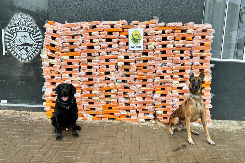 Faro apurado: canis da PMPR causam prejuízo de R$ 900 milhões ao crime desde 2023 / Foto: PMPR / Divulgação
