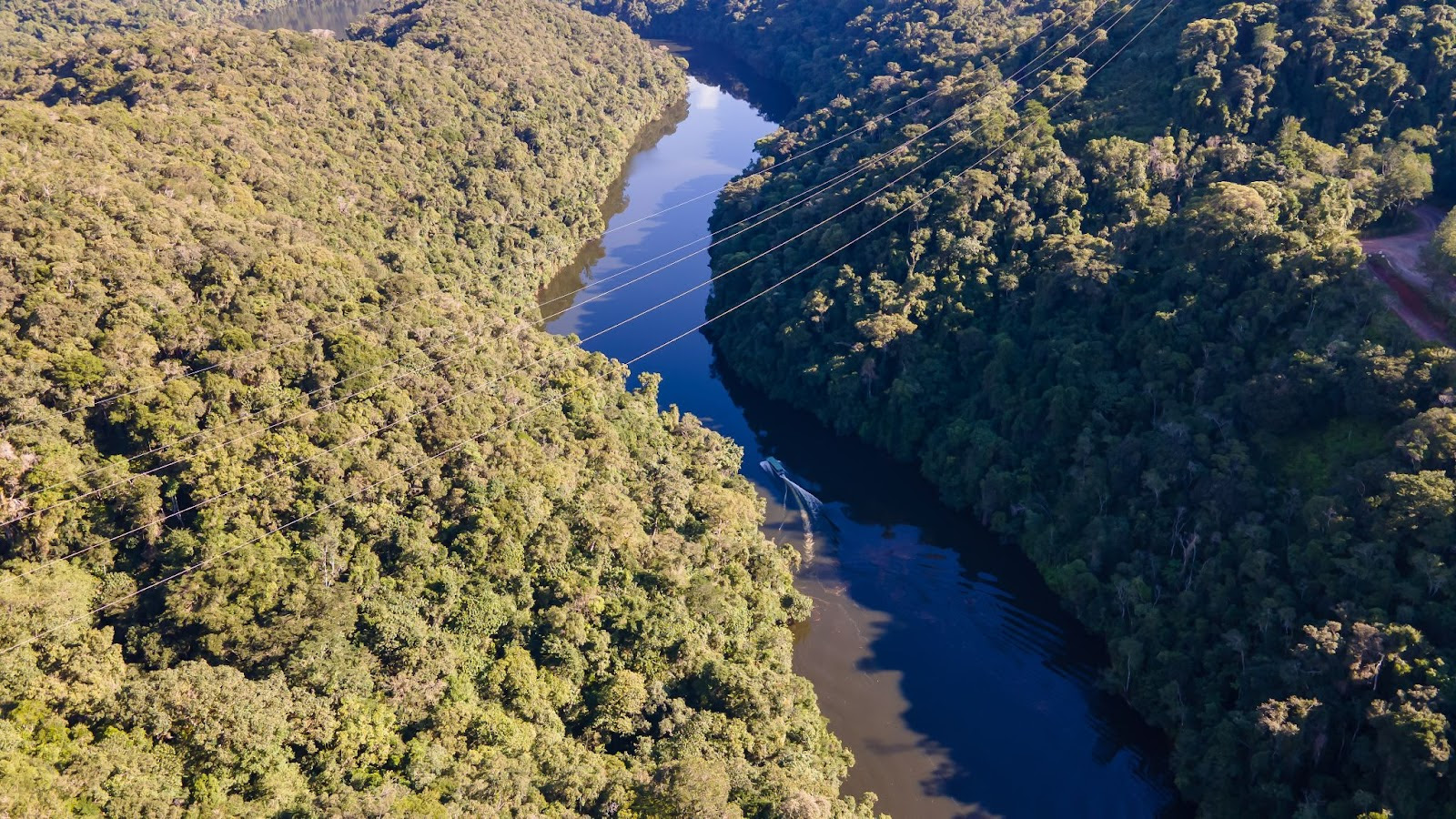 Projeto ‘Floresta MAPFRE’ ocupa uma área de 29,4 hectares de Mata Atlântica