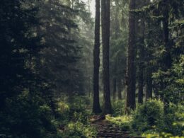 Forest during daytime