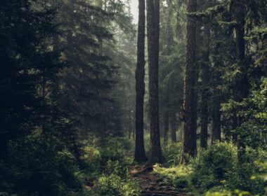 Forest during daytime