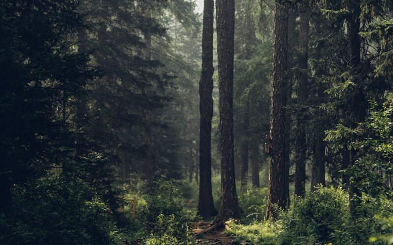 Forest during daytime
