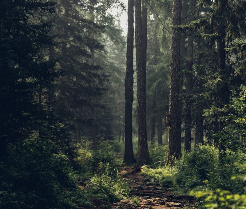 Forest during daytime