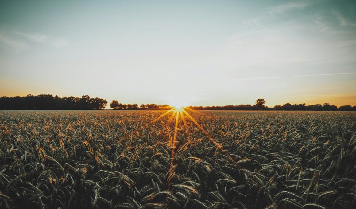 brown wheat field during sunset
