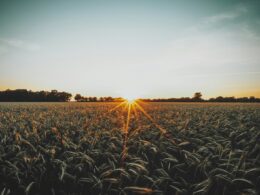 brown wheat field during sunset