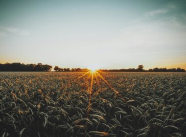 brown wheat field during sunset