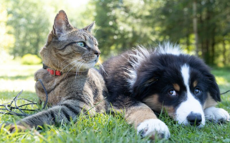 a dog and a cat laying in the grass