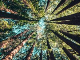 low angle photography of trees at daytime