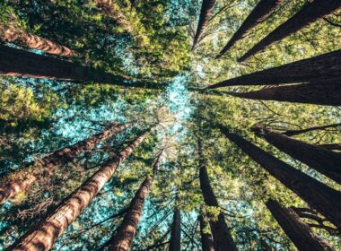 low angle photography of trees at daytime