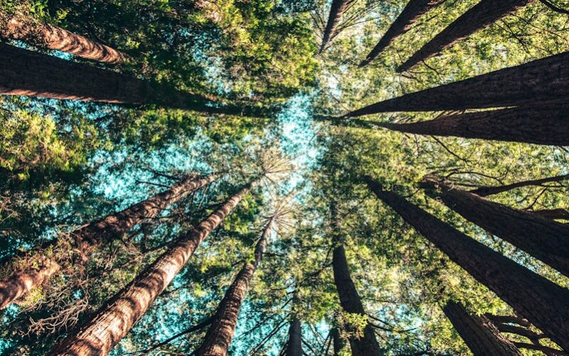 low angle photography of trees at daytime