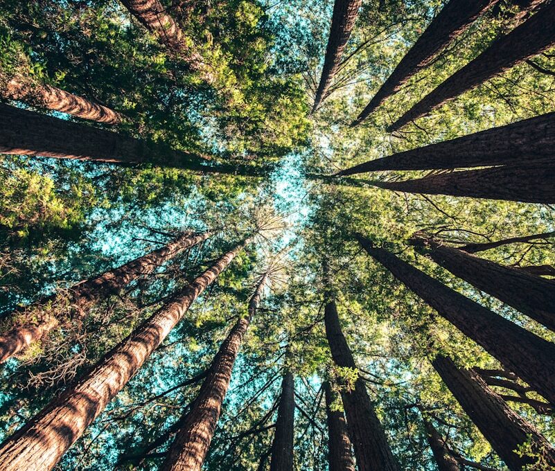 low angle photography of trees at daytime