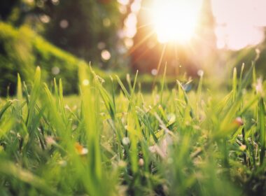 green grass field sunset scenery