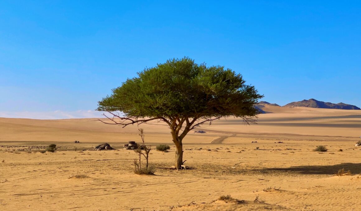 a lone tree in the middle of a desert