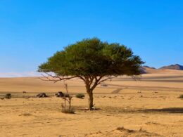 a lone tree in the middle of a desert
