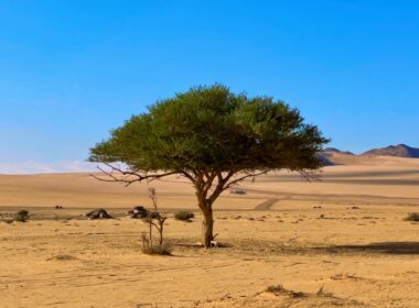 a lone tree in the middle of a desert