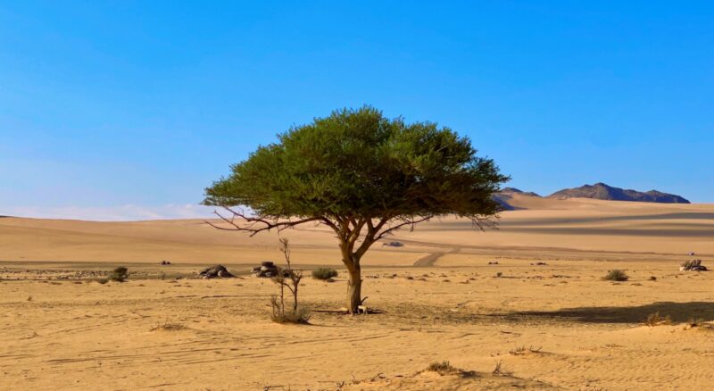 a lone tree in the middle of a desert