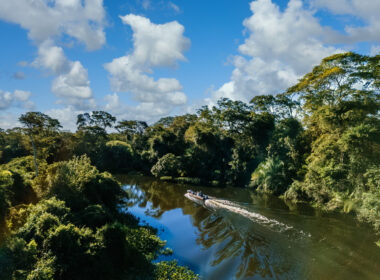 Um mês para a COP30: Greenpeace Brasil propõe plano para fim do desmatamento e proteção das florestas / Foto: Freepik