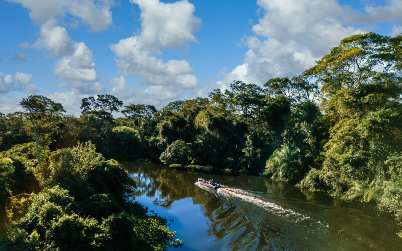 Um mês para a COP30: Greenpeace Brasil propõe plano para fim do desmatamento e proteção das florestas / Foto: Freepik