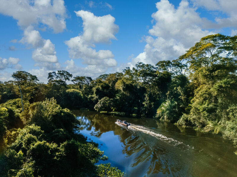 Um mês para a COP30: Greenpeace Brasil propõe plano para fim do desmatamento e proteção das florestas / Foto: Freepik