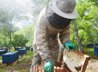 Segmento da agricultura registrou maior demanda de crédito do BNB no Maranhão em 2025, somando R$ 1,21 bilhões até setembro / Foto: Fernando Cavalcante / Divulgação